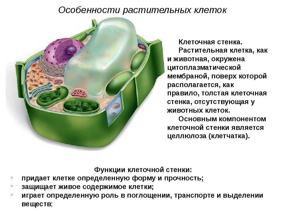 Клеточная стенка клетки особенности строения. Строение клеточной стенки и ее функции. Структура и функции клеточной стенки растительных клеток. Клеточная стенка строение и функции. Клеточная стенка растений строение и функции.