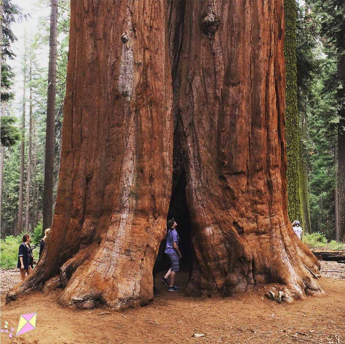 Какие бывают огромные. Тсеквое дерево. Генерал Шерман (дерево). Секвойя дерево. Калифорнийская Секвойя Гиперион.