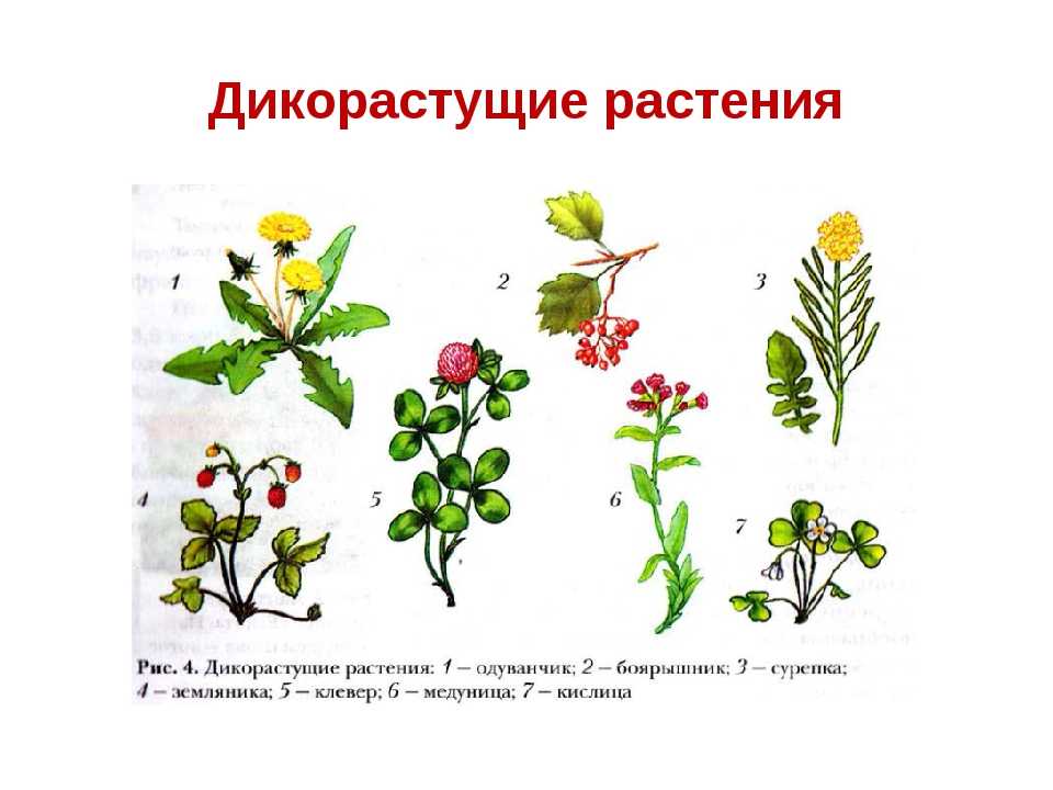 Дикорастущие и культурные растения (окружающий мир, 2 класс): основные виды и список представителей флоры