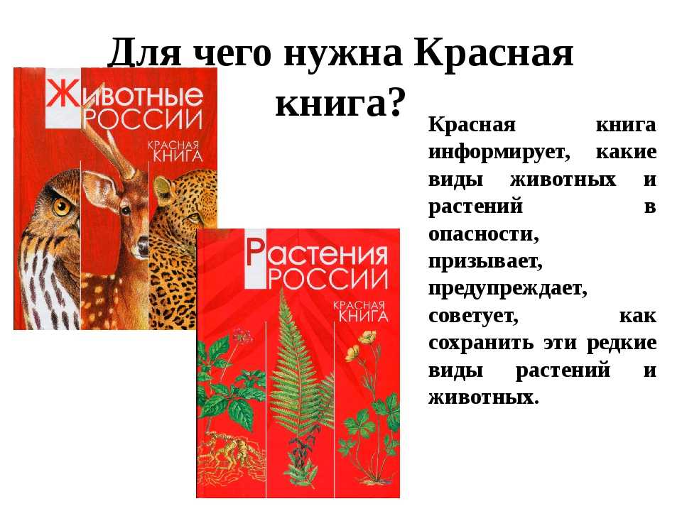 Какие животные занесены в красную книгу россии – список редких видов, фото и характеристика