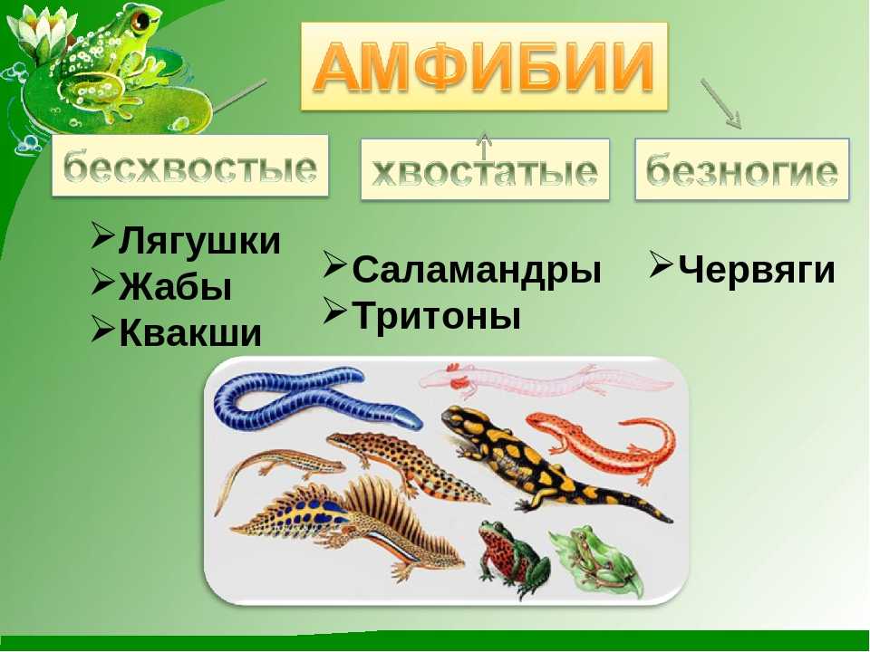 Хвостатые амфибии, земноводные:квакша, лягушка, жаба, тритон, червяга, саламандра