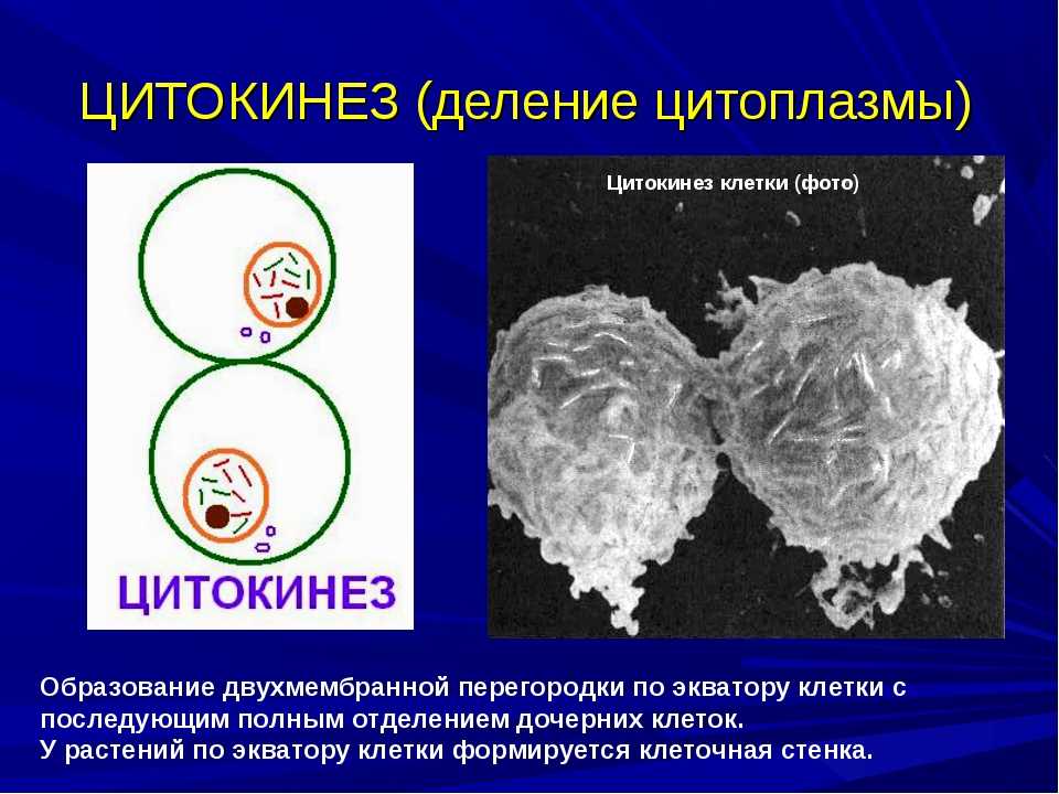 Клеточный цикл эукариотической клетки ✎ pangenes.ru