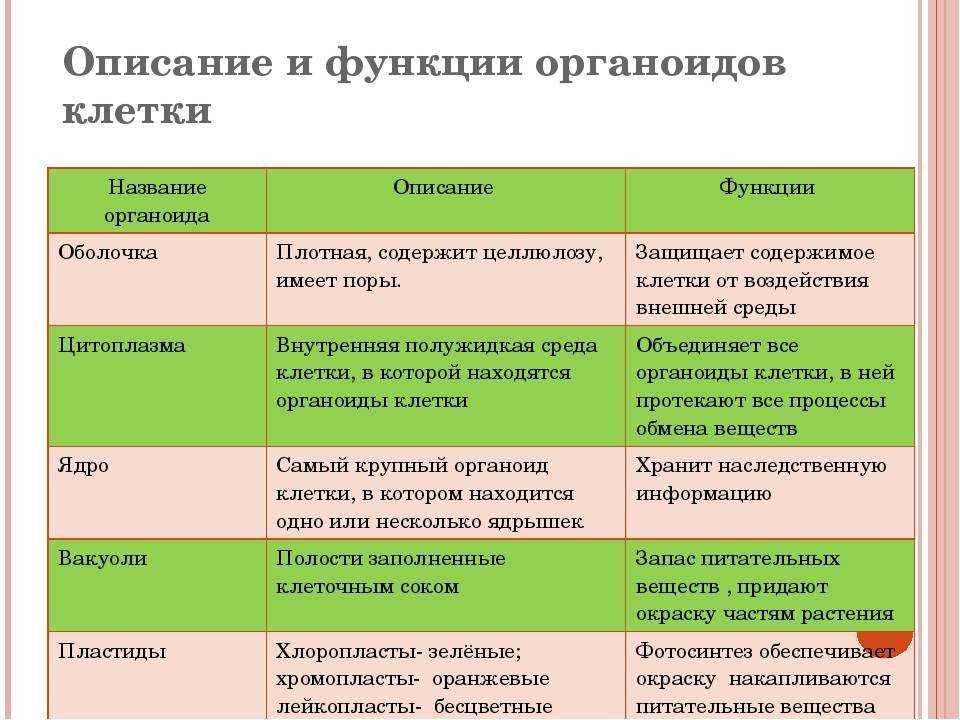 Клетка Название органоидов Оболочка клеточная стенка Клетка