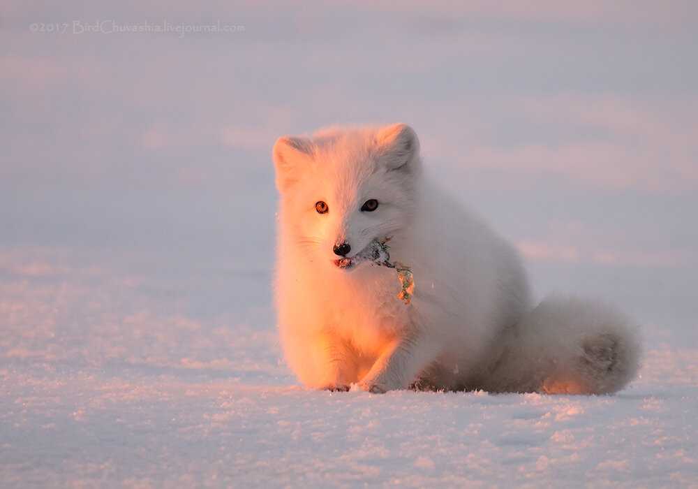 Песец (фото): белая лисица, забравшаяся за полярный круг