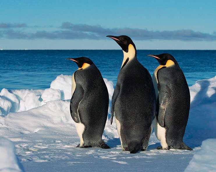 Пингвины – виды с фото и названиями, описание, внешний вид, породы | разновидности пингвинов