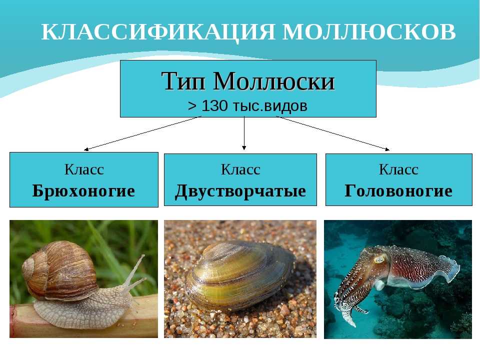 Удивительные факты о головоногих моллюсках: + фотографии