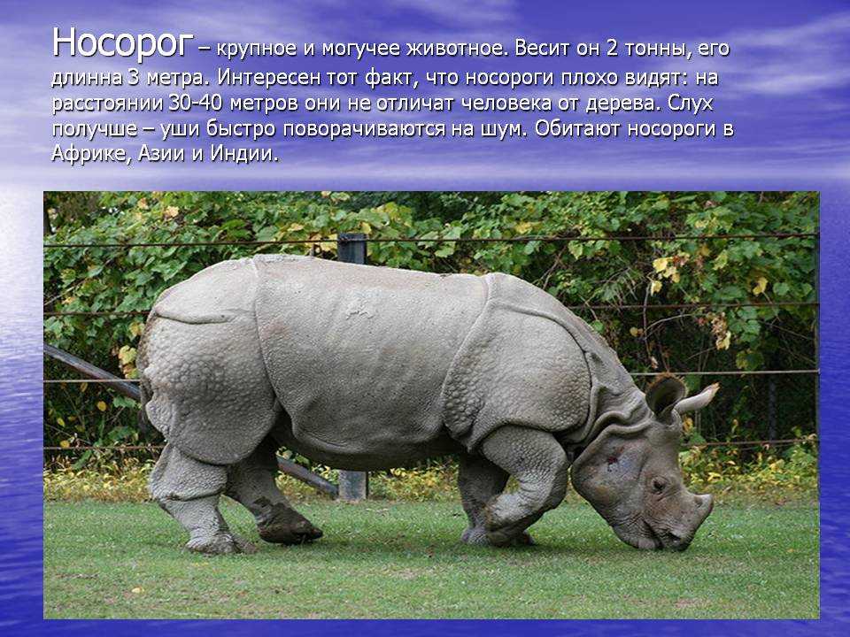 Суматранские носороги являются самыми маленькими из всех видов и единственными азиатскими носорогами, обладающими двумя рогами Их тело покрыто длинной шерстью