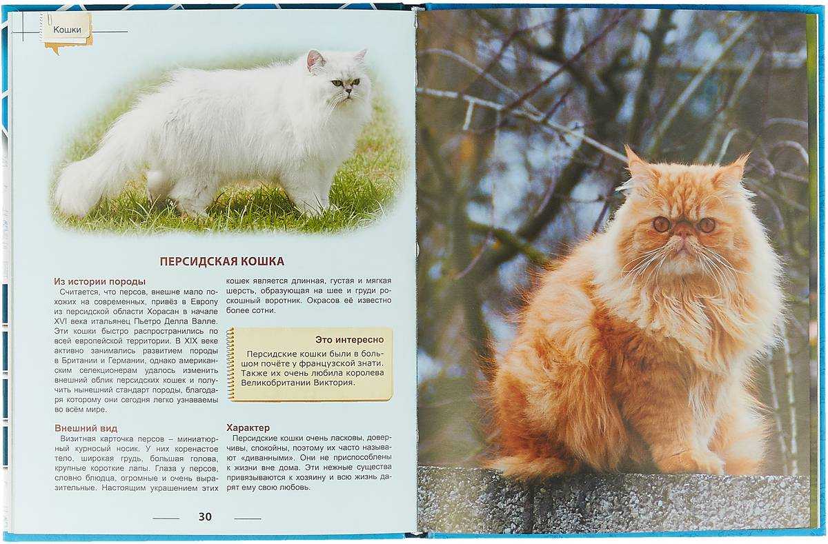 Пушистые кошки и коты – список пород с фото