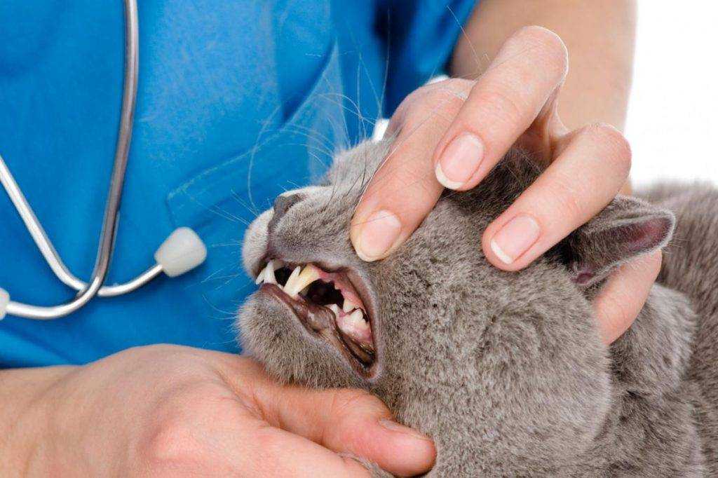 Можно ли предотвратить стоматит у кошек, какие симптомы патологии, чем помочь заболевшему питомцу, какие способы лечения лучше