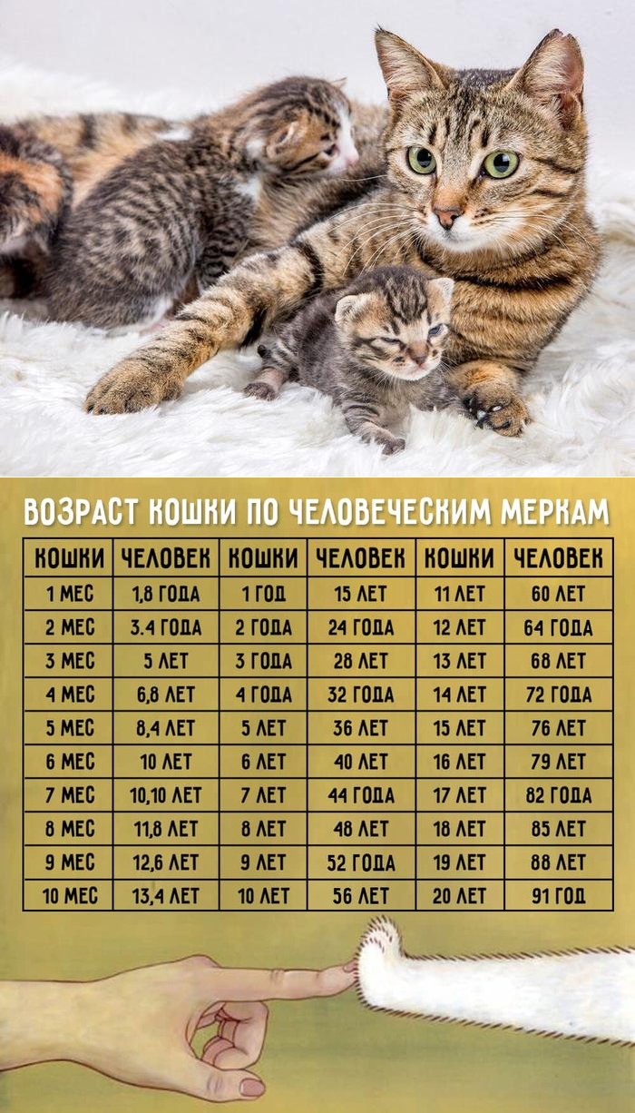 Сколько стоил кот в древней руси, и почему только котам из всей живности был разрешен вход в православный храм
