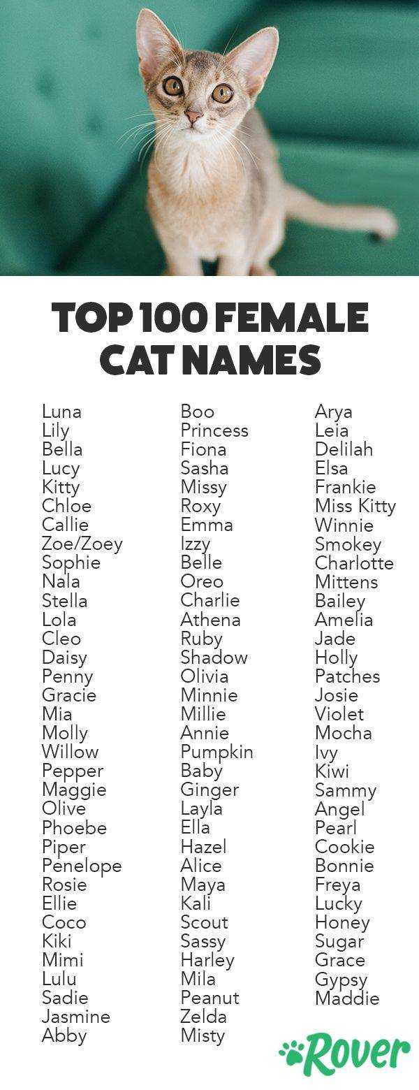 380 имен для рыжего кота или кошки (по полу, оригинально)