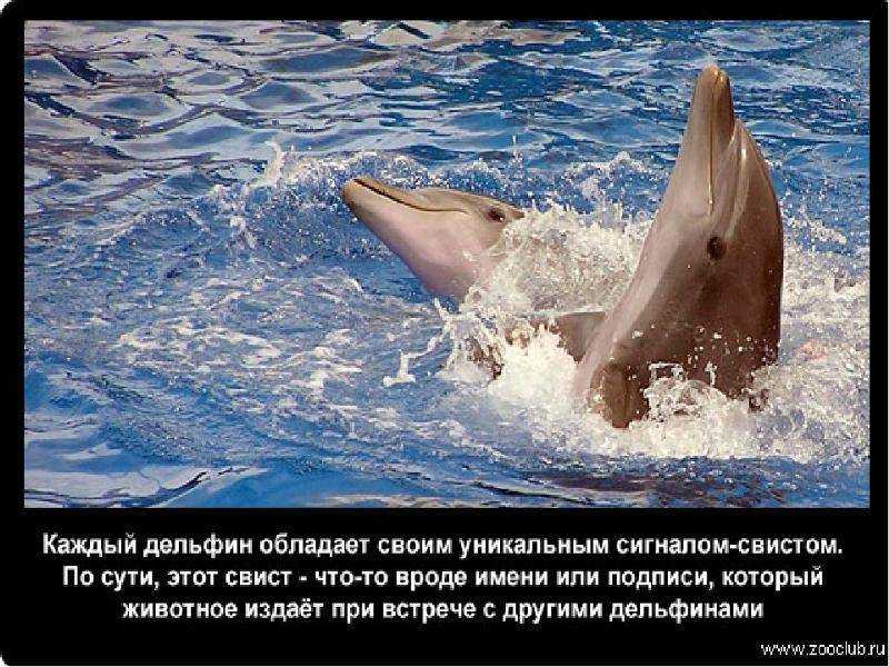 Интересные факты о дельфинах | живность.ру