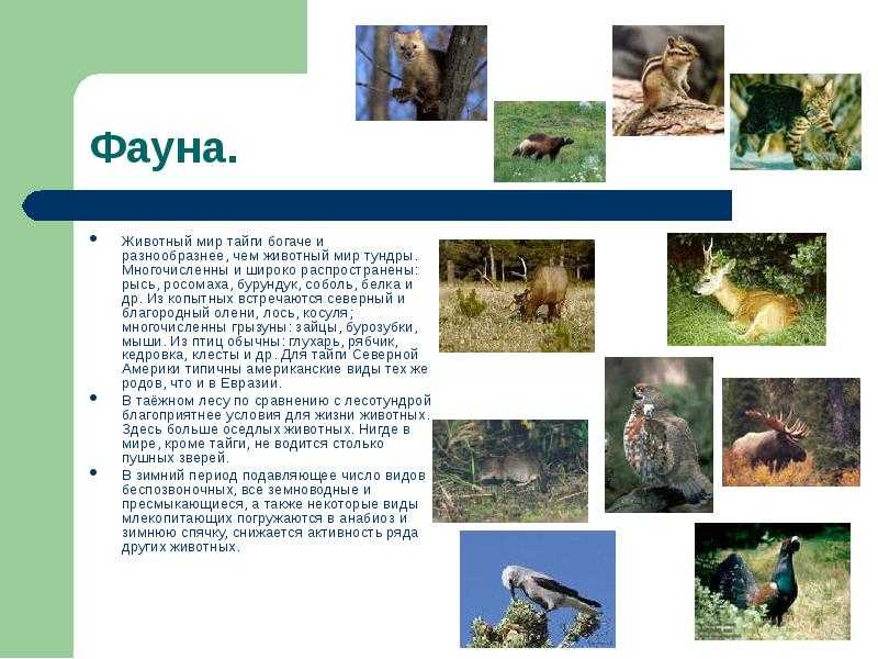 Природная зона тайга (география, 8 класс): характерные особенности, растительный и животный мир