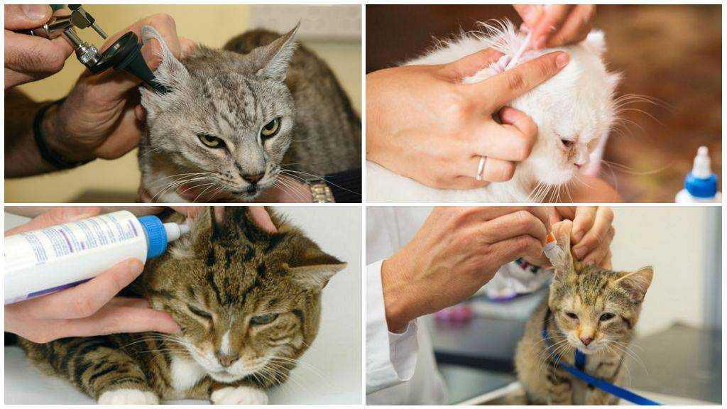 Клещи у кошек: виды, симптомы, лечение и профилактика | нвп «астрафарм»
