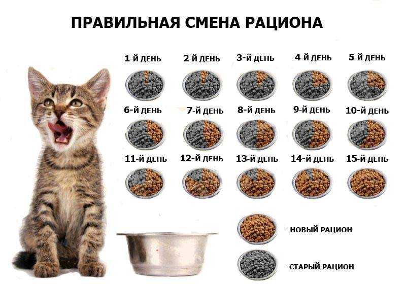 Вред кормов для кошек: вреден ли сухой корм