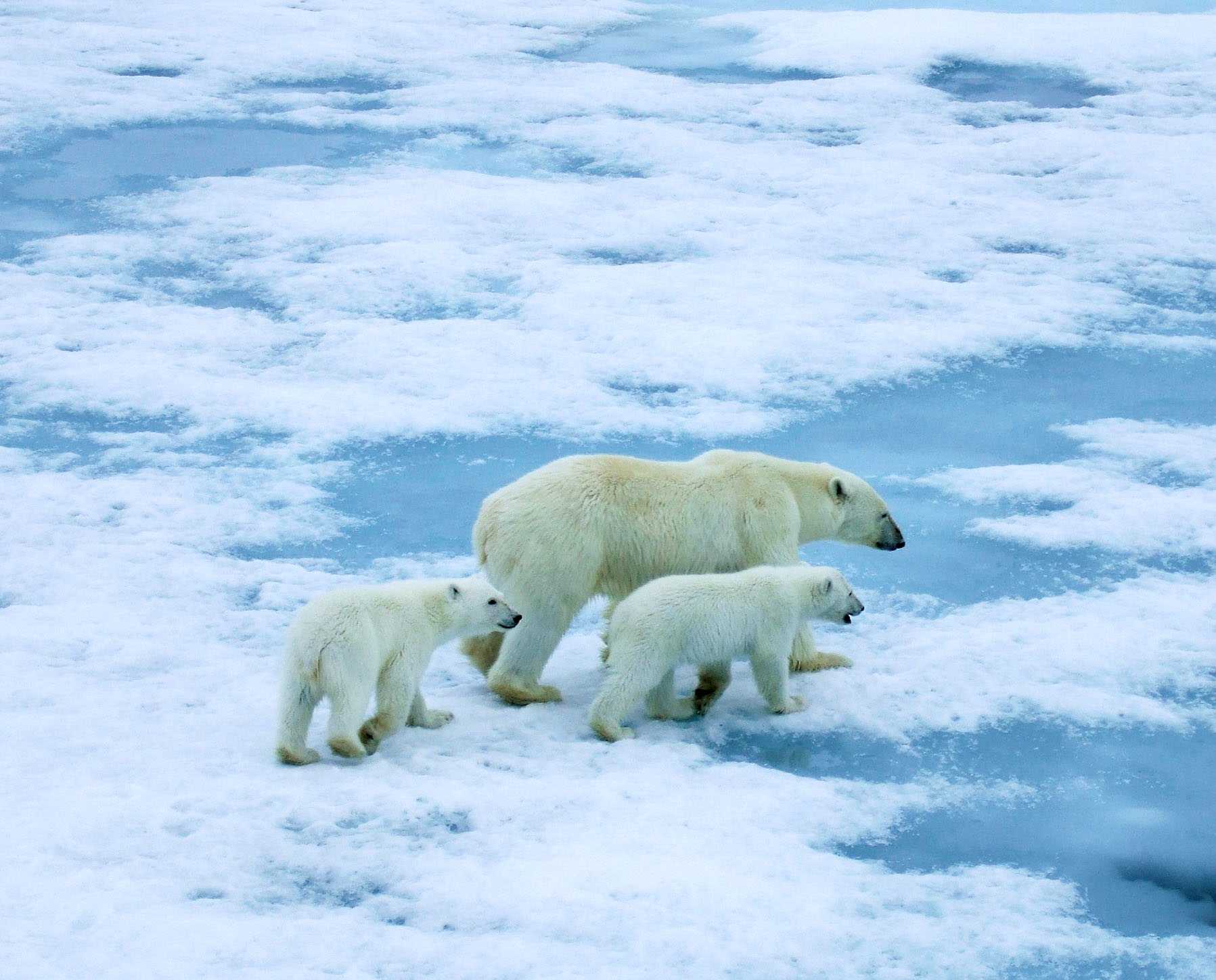 Животные севера (арктики): фото, список видов, описание
