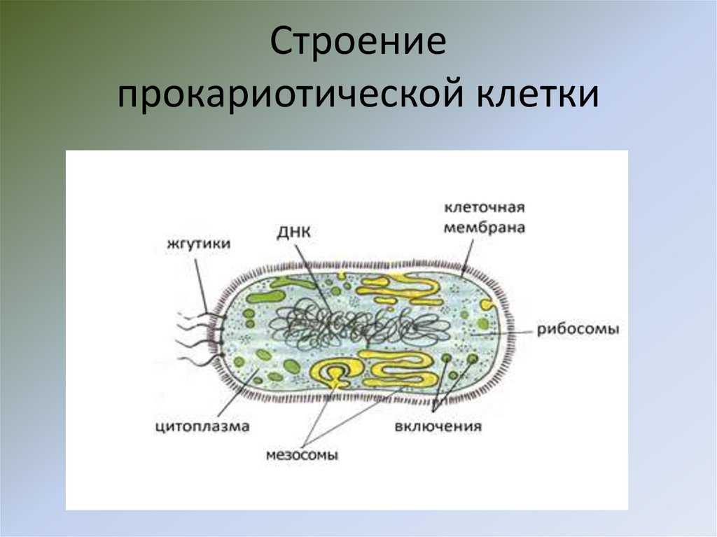 Конспект "строение и функции клетки" - учительpro