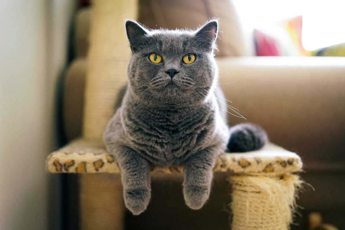 Корм для кошек purina («пурина»): его виды, классы и ассортимент, отличительные особенности, преимущества и недостатки