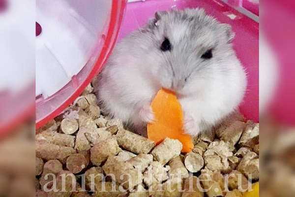 Можно ли морковь хомяку, какой лучше кормить - сырой, свежей или вареной