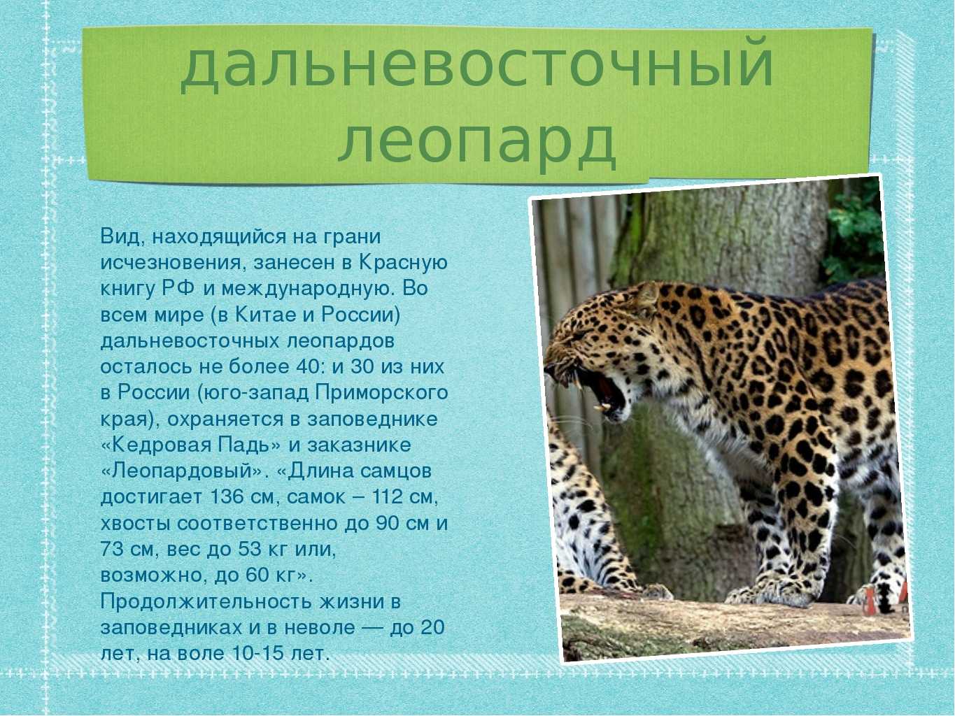 10 редких видов животных, встречающихся на территории россии