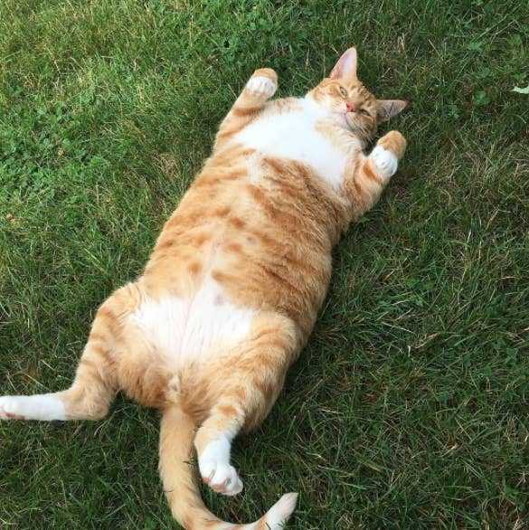 Рейтинг толстых котов и кошек – вес самого толстого кота в мире