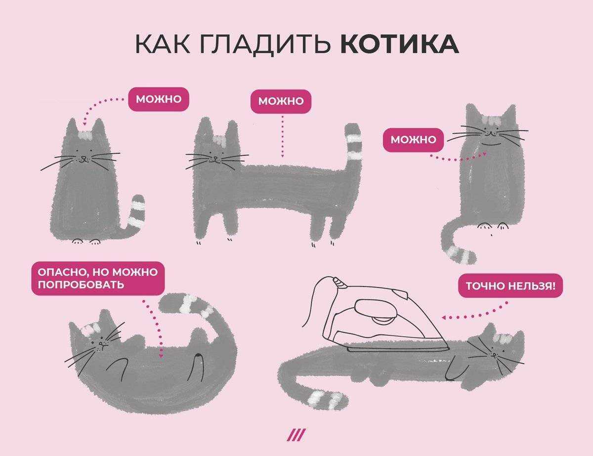 Читайте о том как правильно гладить кошек В каких местах стоит и в каких не нужно гладить котов