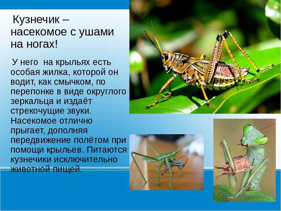 ᐉ сколько пар ходильных ног у насекомых? - zoopalitra-spb.ru
