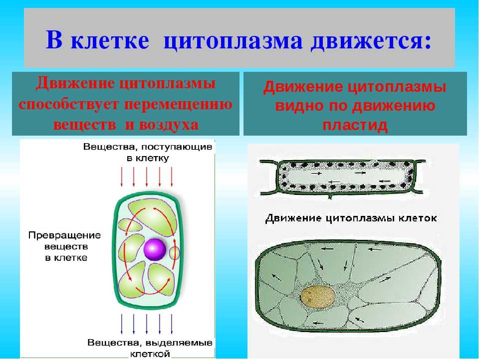 Особенности и специфика строения и функций клеточной цитоплазмы