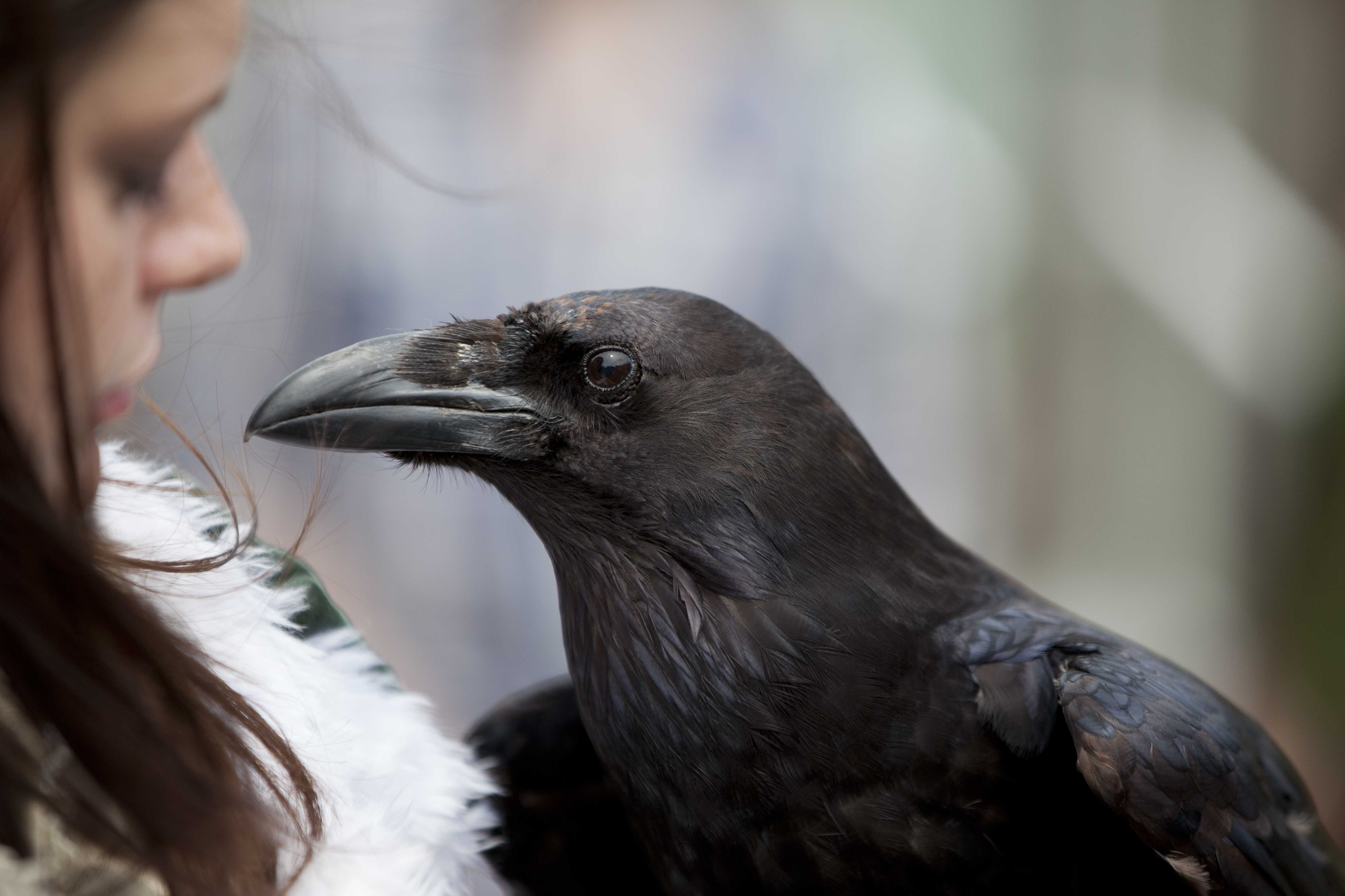 Жила ворона в заколоченном на зиму ларьке. Corvus Corax птица. Ворона. Огромный ворон. Большой черный ворон.