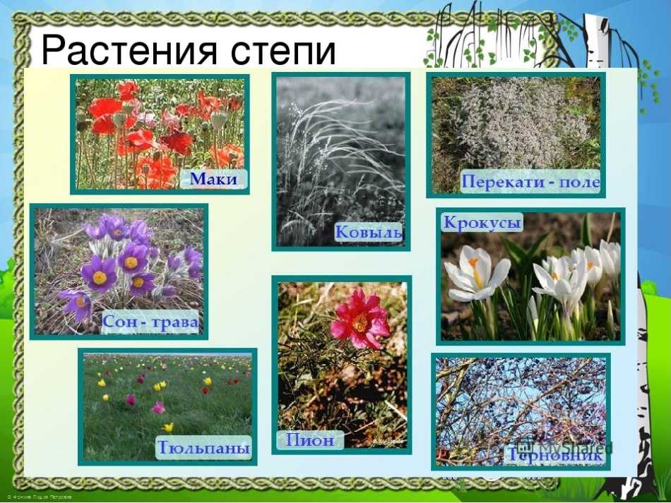 Растения степи | уголок россии...отчий дом.