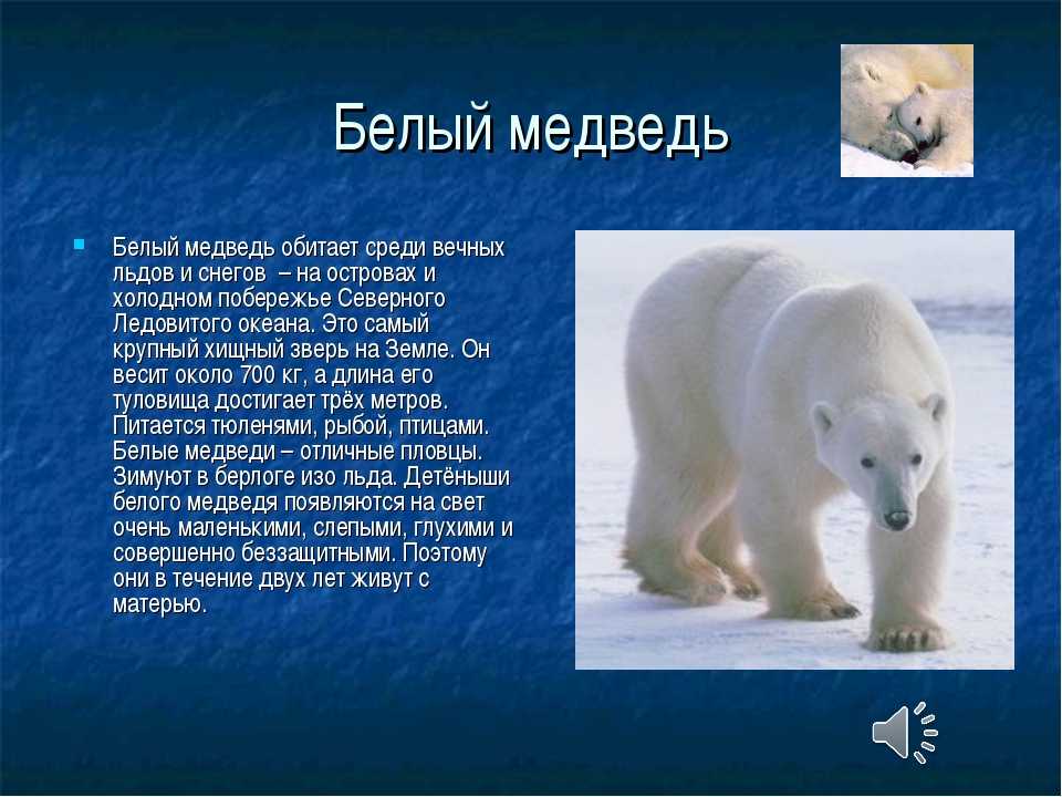 Полярный, или белый медведь - коренной обитатель Арктики Наряду с некоторыми подвидами бурого медведя является крупнейшим видом медведей