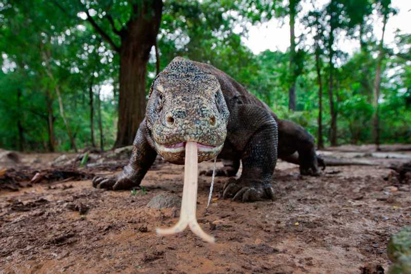 Самые опасные и ядовитые ящерицы в мире | интересный сайт