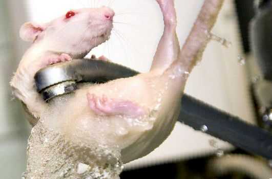 Умеют ли мыши плавать, как крысы плавают в воде? умеют ли крысы плавать (дикие и домашние)?