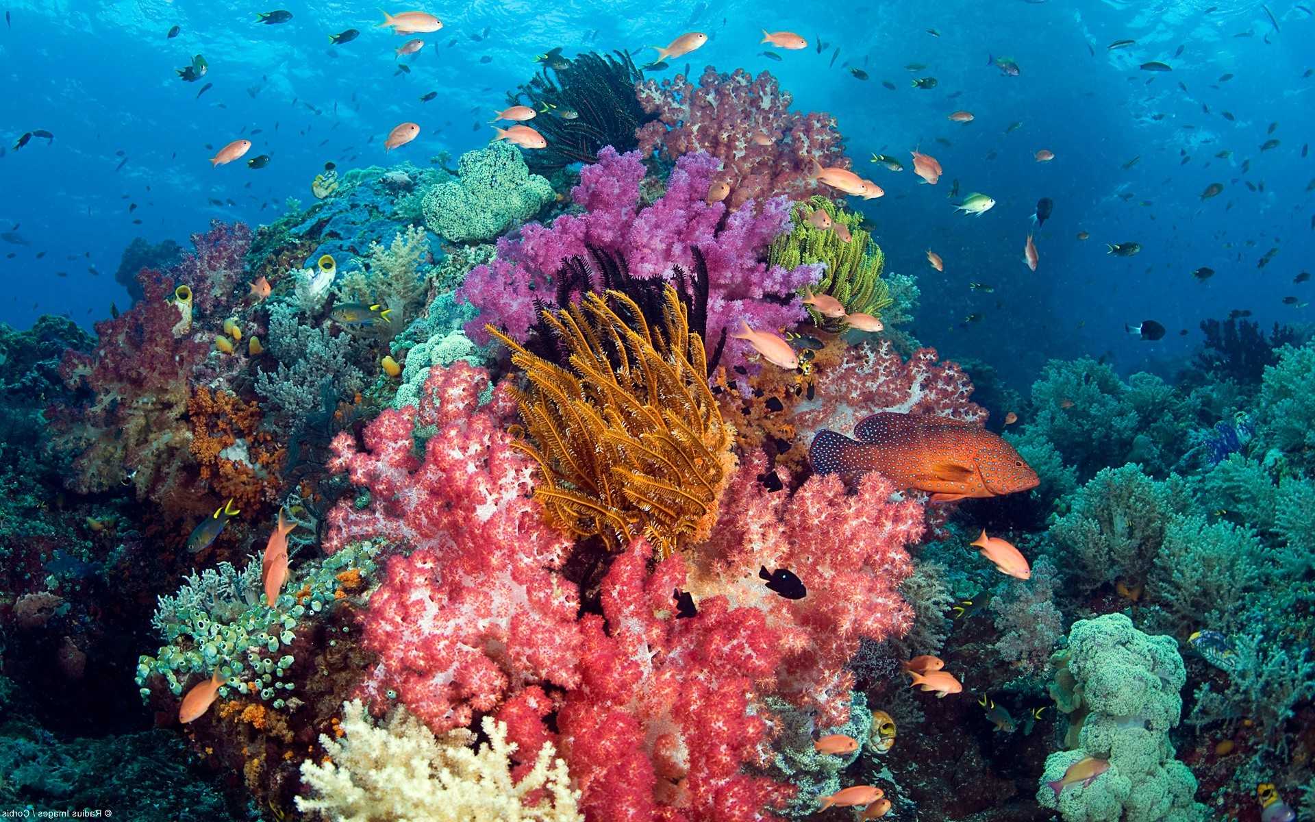 Кораллы и коралловые рифы – описание, как добраться, фотографии и море интересной информации | nicko.ru