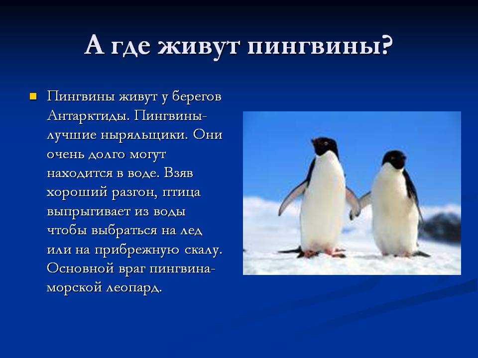 Пингвины: описание, виды, среда обитание, что едят, враги, образ жизни | планета животных