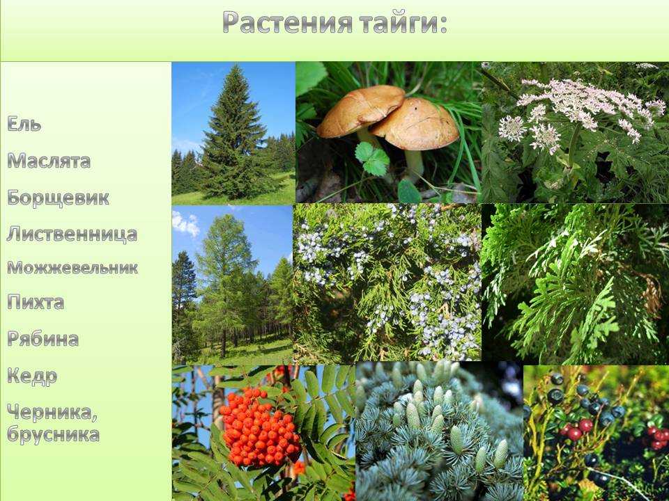 Растения растущие в россии список. Растительность тайги. Растения тайги. Растения растущие в тайге. Зона тайги растения.