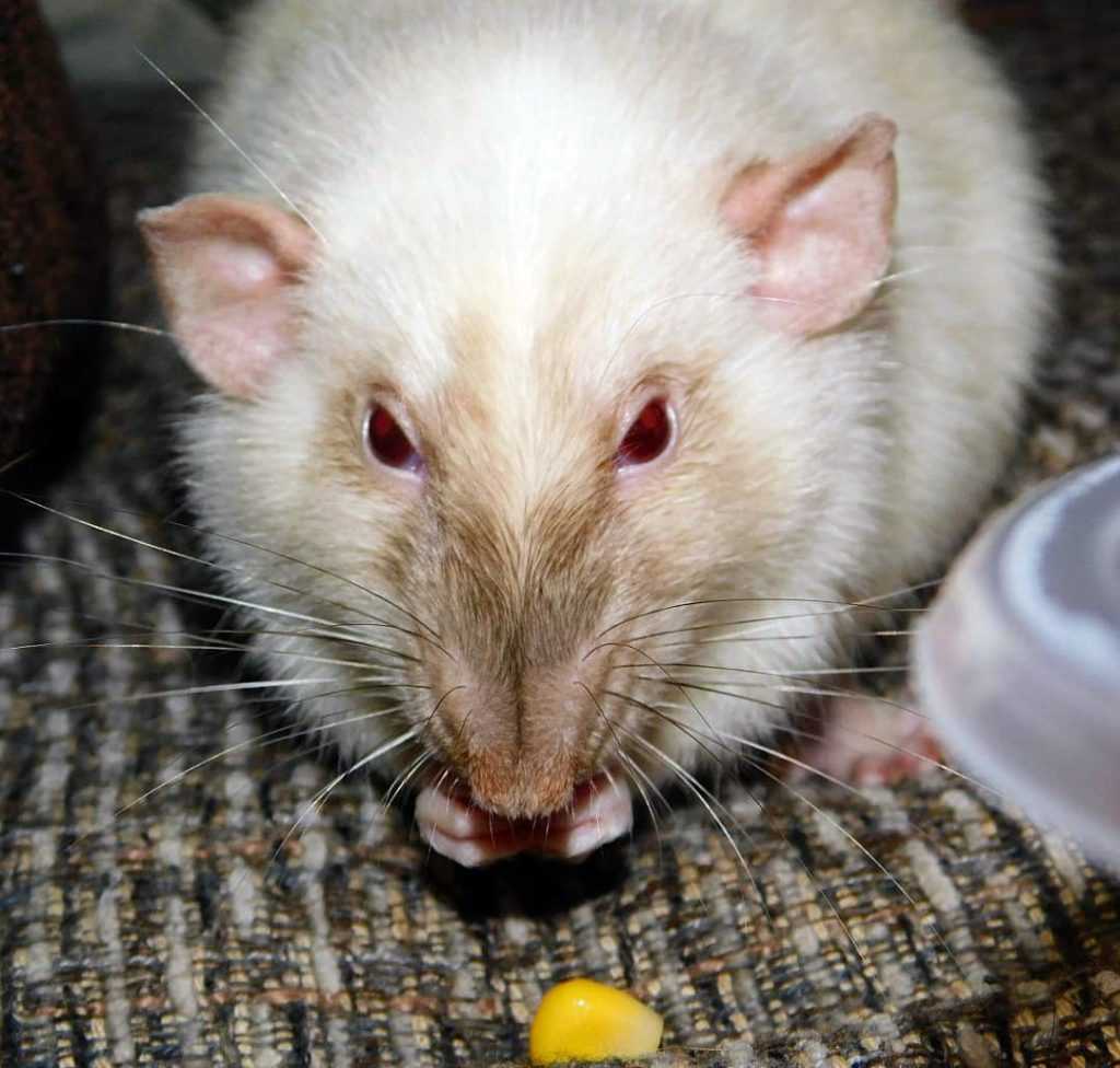 Чем кормят домашних декоративных крыс: меню от а до я