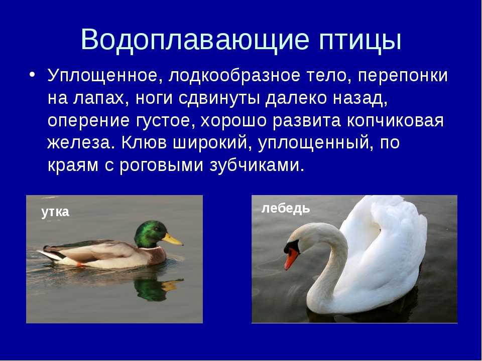 Водоплавающие птицы: характеристика, отряды, виды и фото