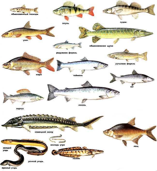 Рыбы камчатки | красная книга камчатки. том 1. животные | география камчатки