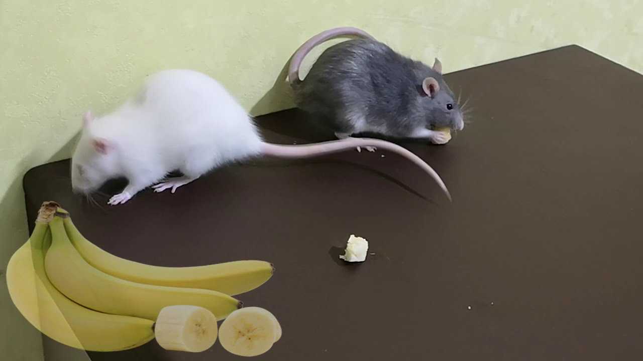 Чем можно кормить крыс? подробная таблица продуктов «можно и нельзя»