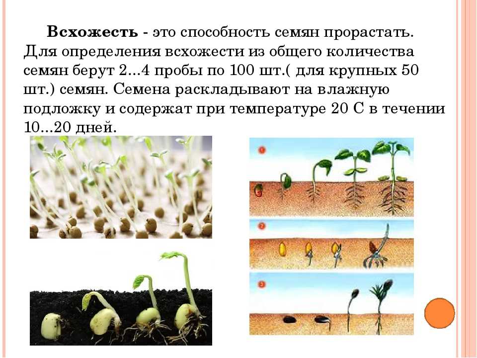 Тест по биологии прорастание семян. Семена фасоли прорастание семян. Фазы прорастания семян картофеля. Схема прорастания семян перца. Этапы посева семян.