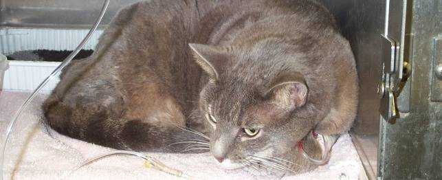 Панкреатит у кошек: симптомы и лечение – проверено ветеринарами