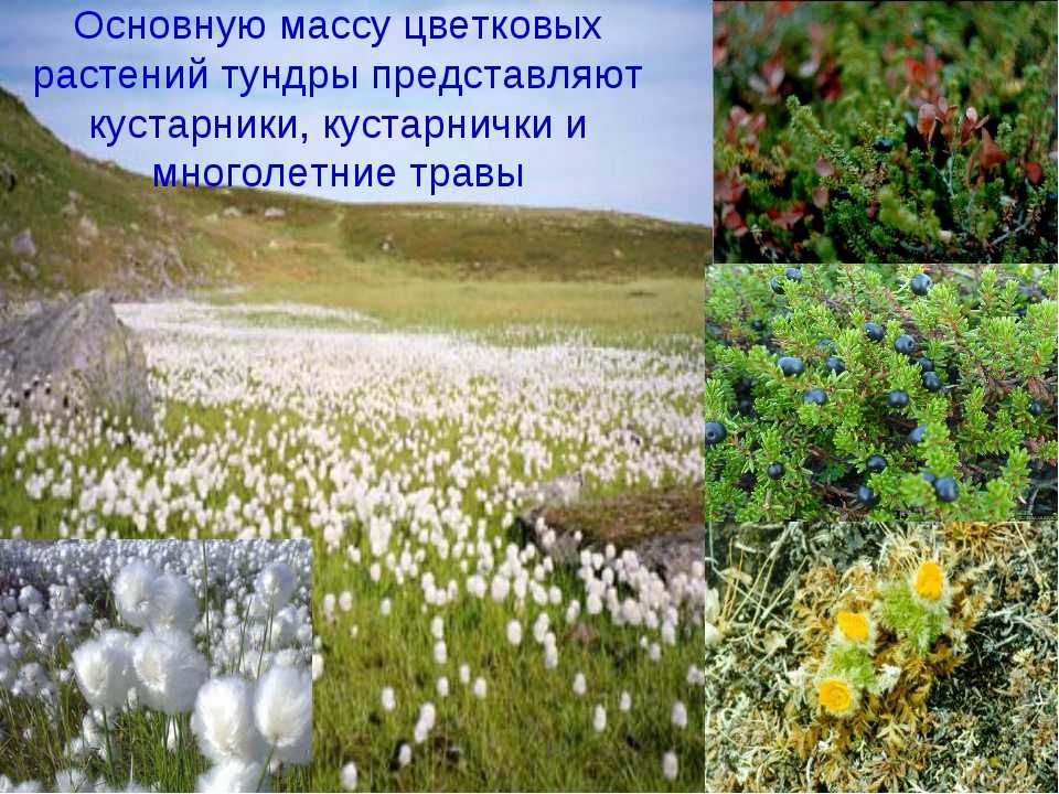 Лесотундра россии — положение, характеристика и уникальность флоры и фауны