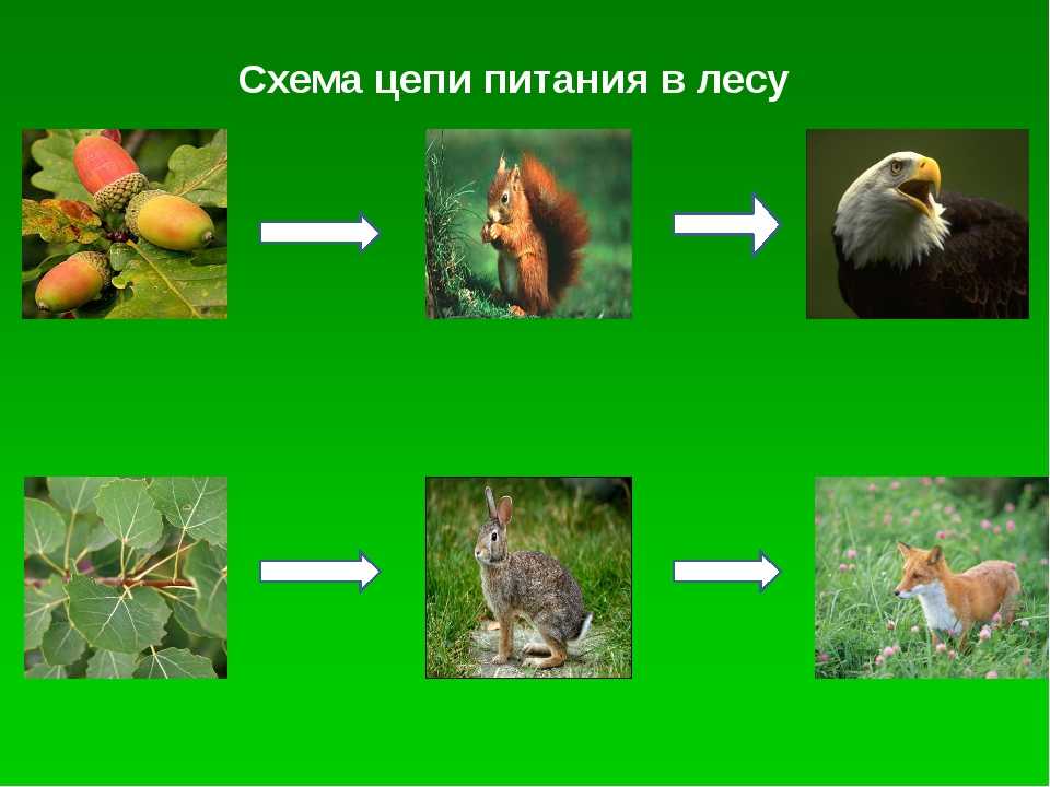 Составь схемы пищевых связей в любом из природных сообществ местности в которой ты живешь