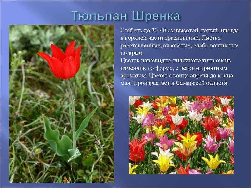 Цветы красной книги россии