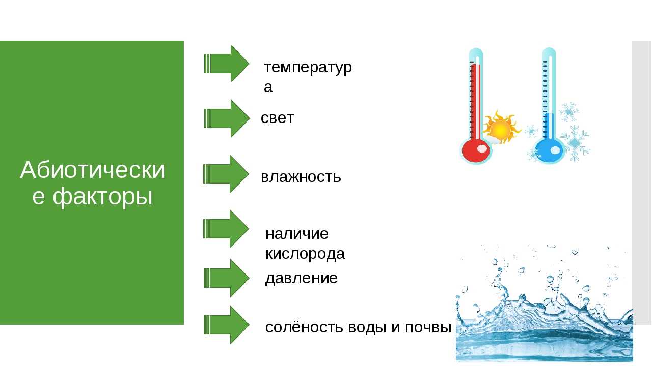 Температура воды это фактор. Влажность как экологический фактор. Абиотические факторы свет влажность. Температура как фактор среды. Абиотические факторы температура.