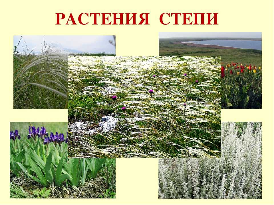 Растительный мир степи: особенности, примеры, фото и описание