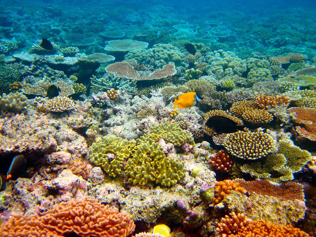 Коралловые полипы: морские представители, симбиоз рака отшельника и актинии, тип отношений (уровень), размножение