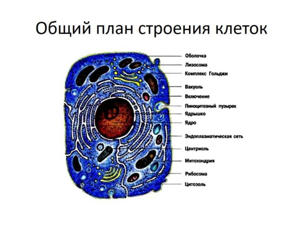 Строение клетки. клеточная теория. органоиды | биология