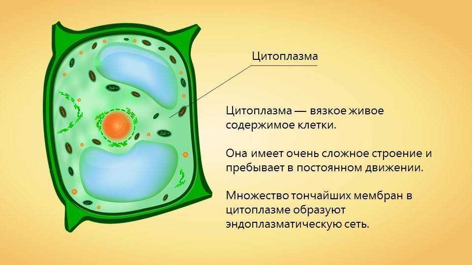 Цитоплазма клетки: просто и понятно о ее значении в биологии